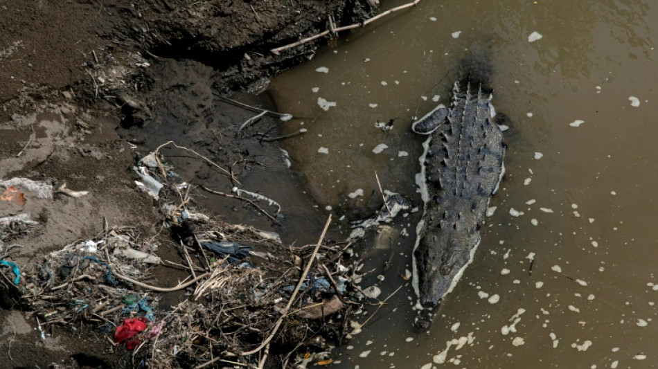 Costa Rica crocodiles survive in 'most polluted' river