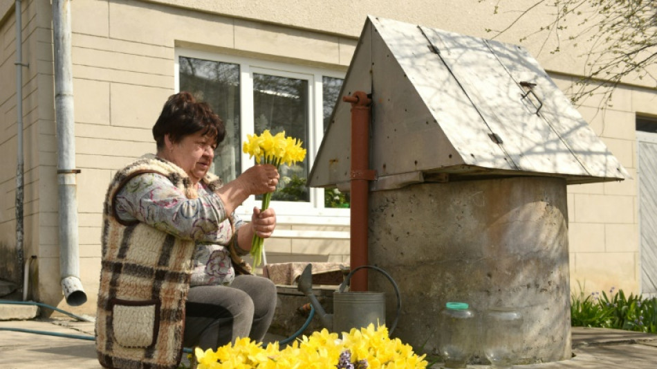 In embattled Ukraine, spring flowers take on patriotic hues