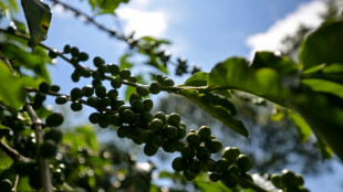 'Seco demais': cafezais sofrem com o clima no Brasil e preço do grão dispara no mundo