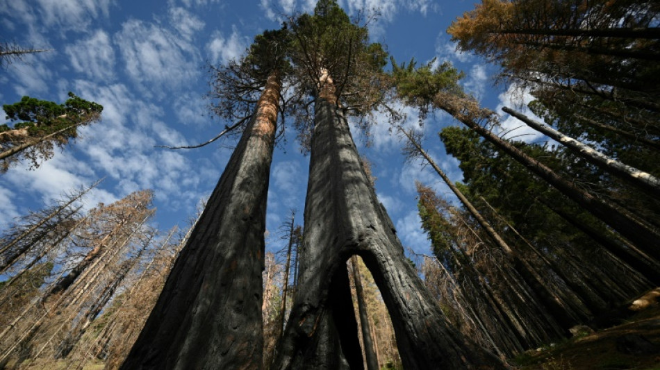 Helping or hindering? US scientists debate how to save giant sequoias