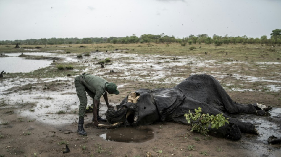 Heartbreak in Zimbabwe park: elephants' desperate hunt for water