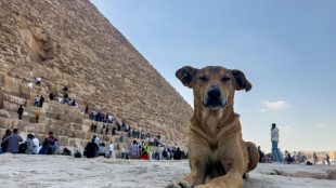 Los perros callejeros se convierten en una sensación en las pirámides de Egipto