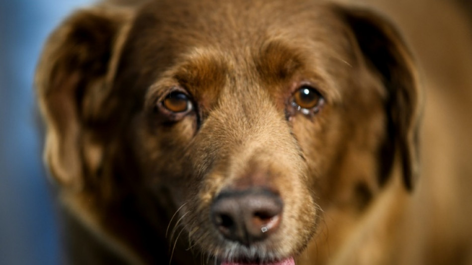 World's oldest dog Bobi, 30, is also one of the luckiest