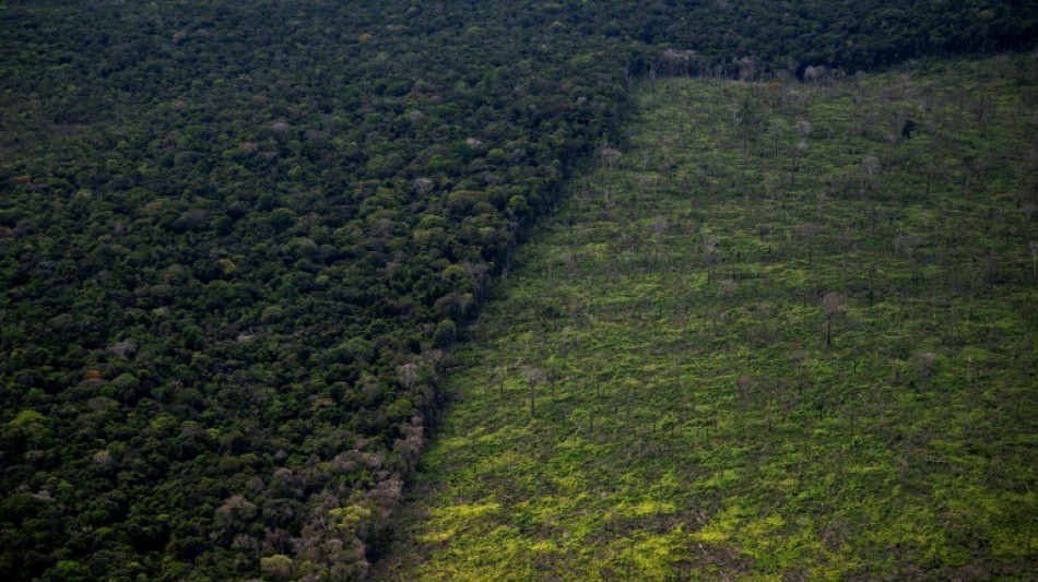 Brésil: en Amazonie, les "terres de personne" particulièrement vulnérables
