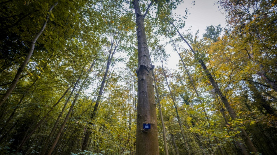 La France accélère sa décarbonation, mais manque son objectif climatique à cause des forêts et des sols