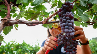 Radis chinois ou nouveaux cépages, alliés du rosé de Provence face au changement climatique