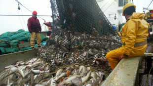 EU-Fischereiminister verhandeln über Fischfangquoten in der Ostsee