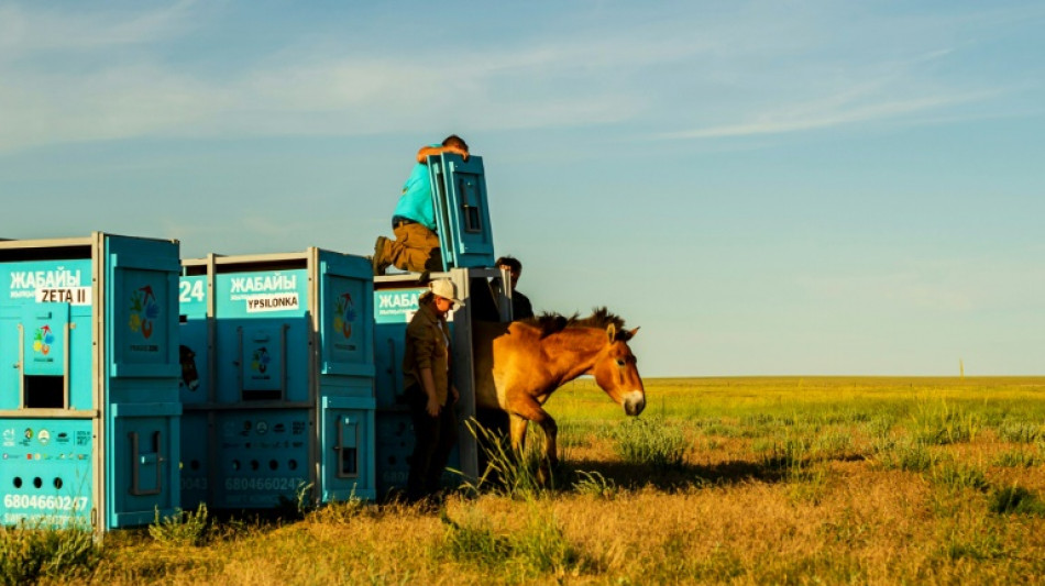 Wild horse species returns to the Kazakh steppes