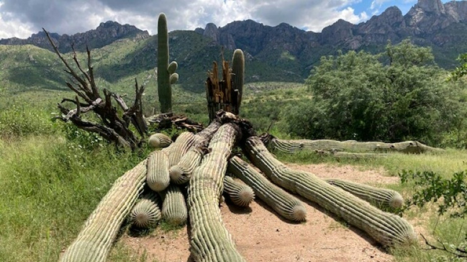 Un cactus géant bicentenaire arraché par de fortes pluies en Arizona