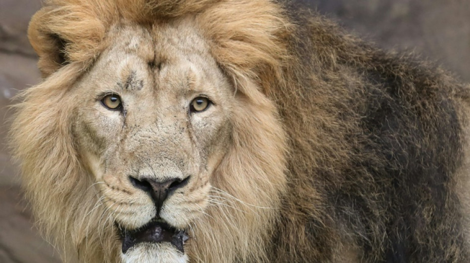 Zoológico de Londres alquila escáner para tratar a león con infección de oído 