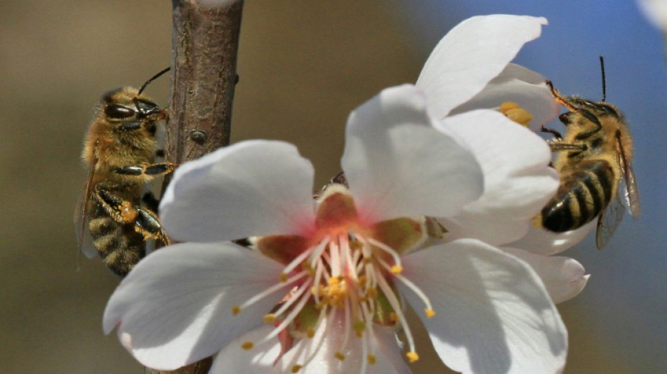 Biodiversity loss threatens economic stability: central banks report