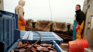 La coquille Saint-Jacques française bat de nouveaux records d'abondance