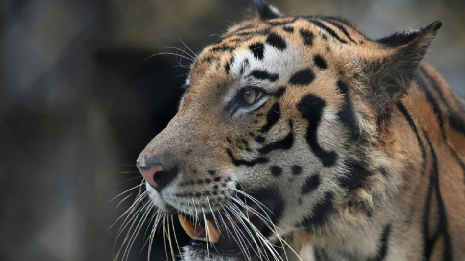 Inde: un tigre, incriminé dans la mort de 13 personnes, a été capturé