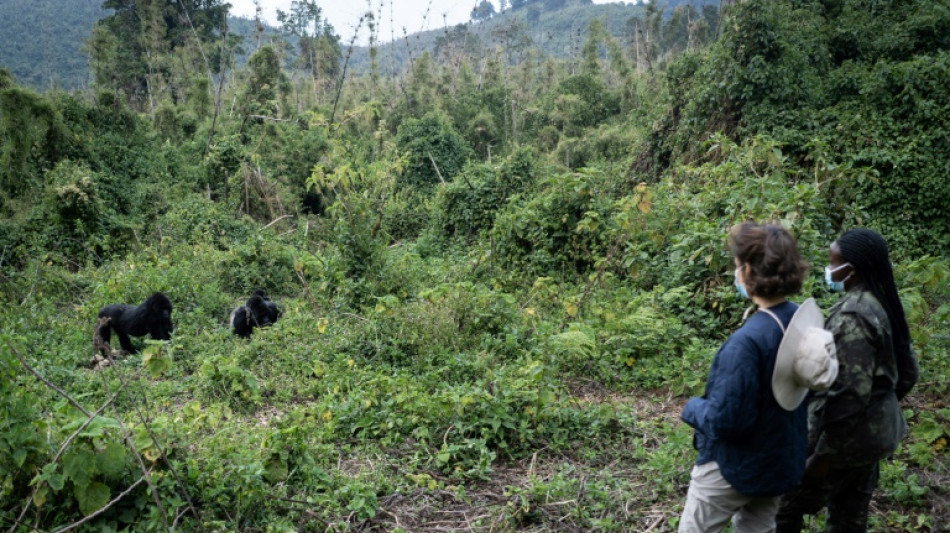 L'Unesco s'alarme de la situation critique des grands singes