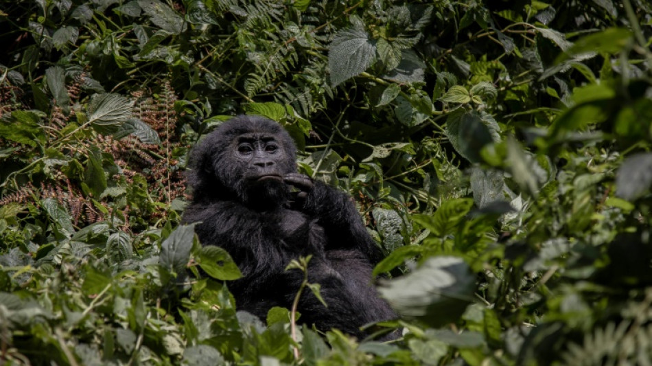 DR Congo Pygmies attacked in wildlife park: rights group