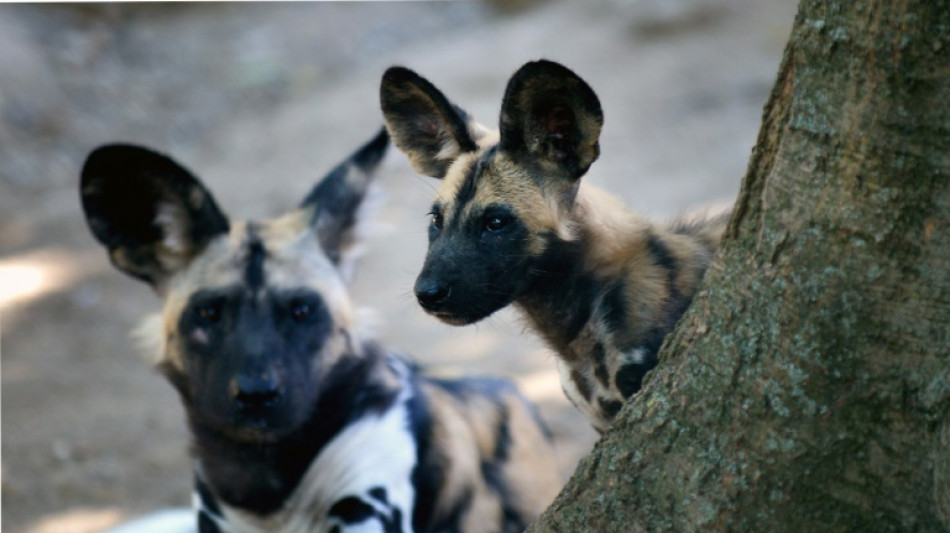 African painted dogs spotted in Uganda after four decades