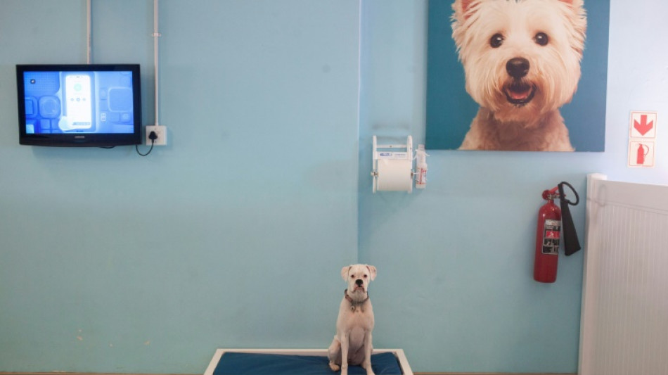 South Africa's luxury dog hotels give paws for thought
