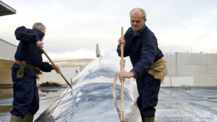 Islandia reautoriza la caza de ballenas, bajo condiciones más estrictas