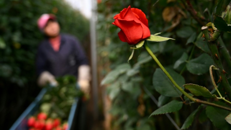 Colombia exporta 700 millones de flores por San Valentín