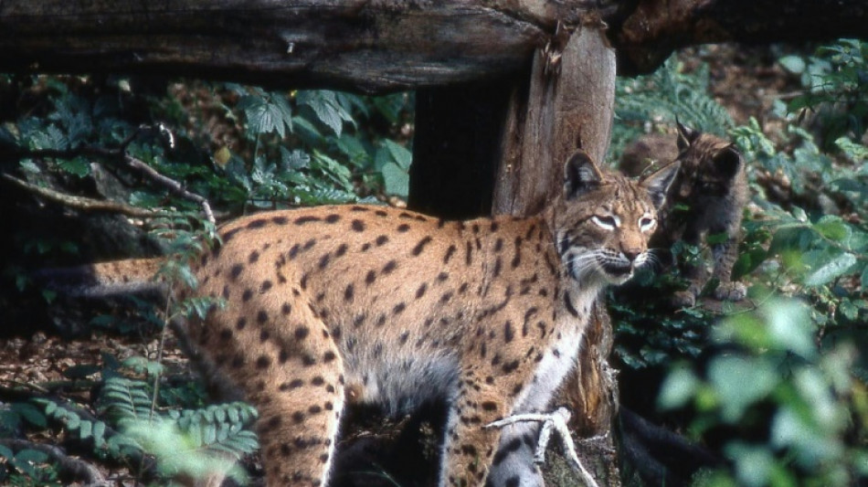 Avec 150 lynx sur son territoire, la France publie un plan pour les protéger