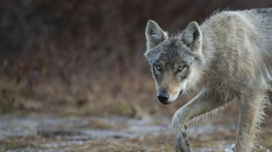 La Convención de Berna reduce la protección del lobo