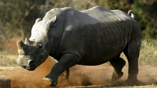 White rhinos return to Mozambique park after 40 years