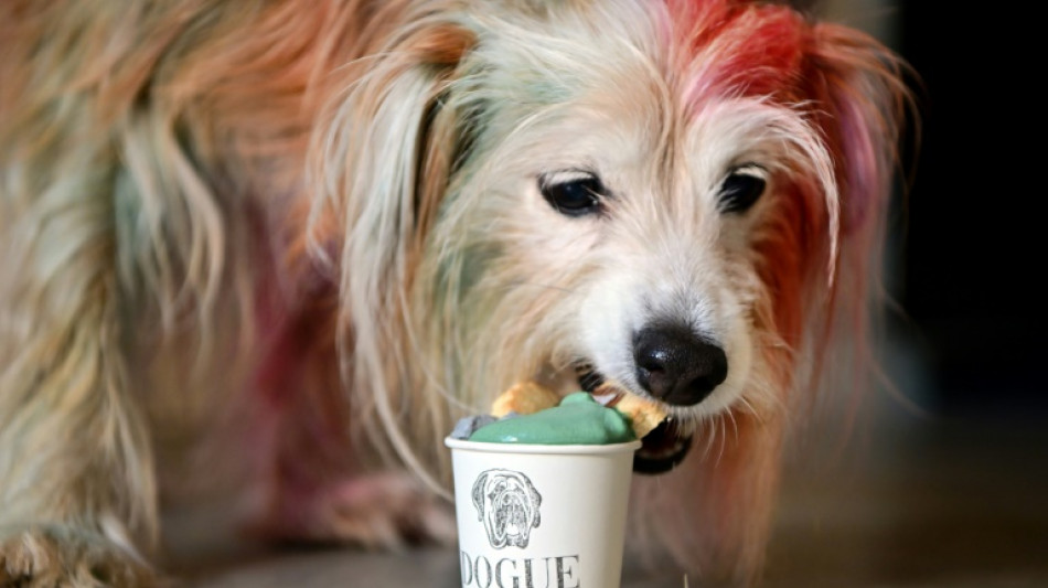 Haute-dog cuisine: US restaurant caters to canine gourmets