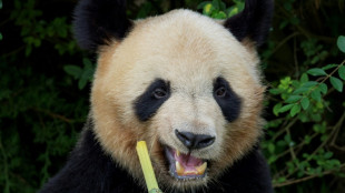 Le panda star Yuan Meng quitte Beauval sous les applaudissements