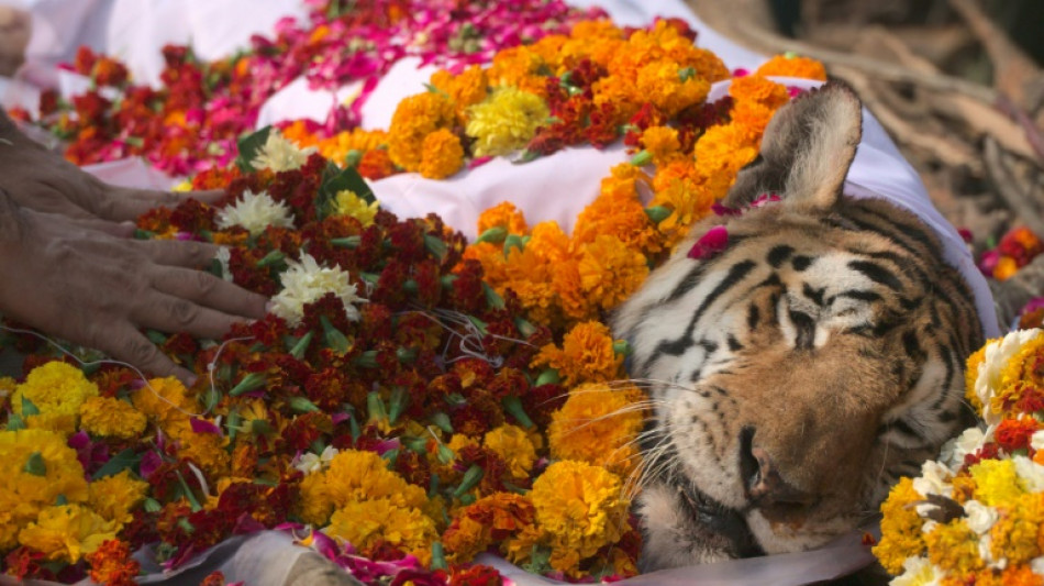 India bids farewell to 'supermum' tiger Collarwali