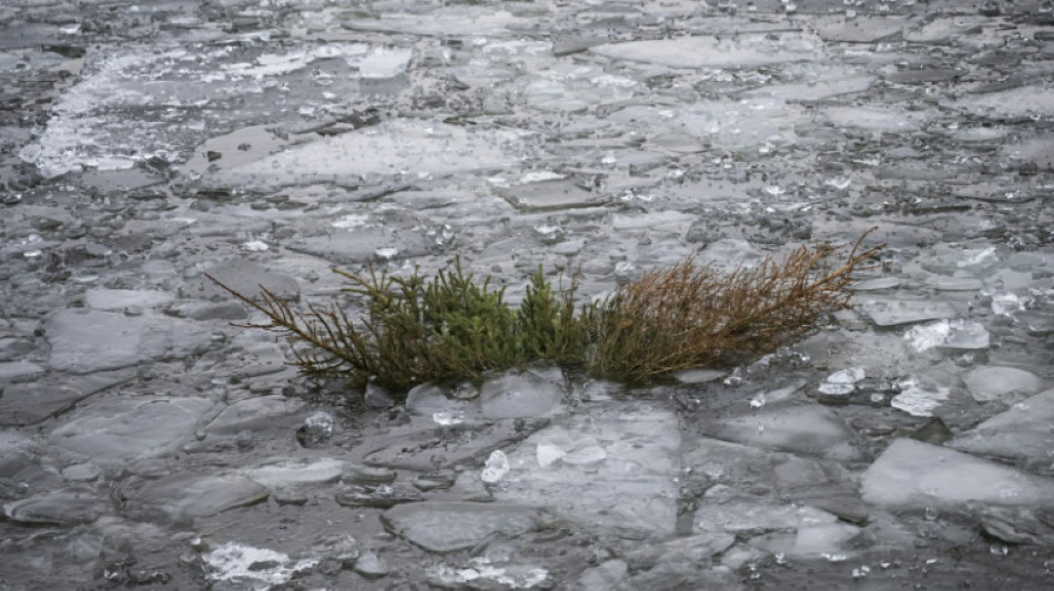 Discarded Christmas trees, a gift to Stockholm's fish