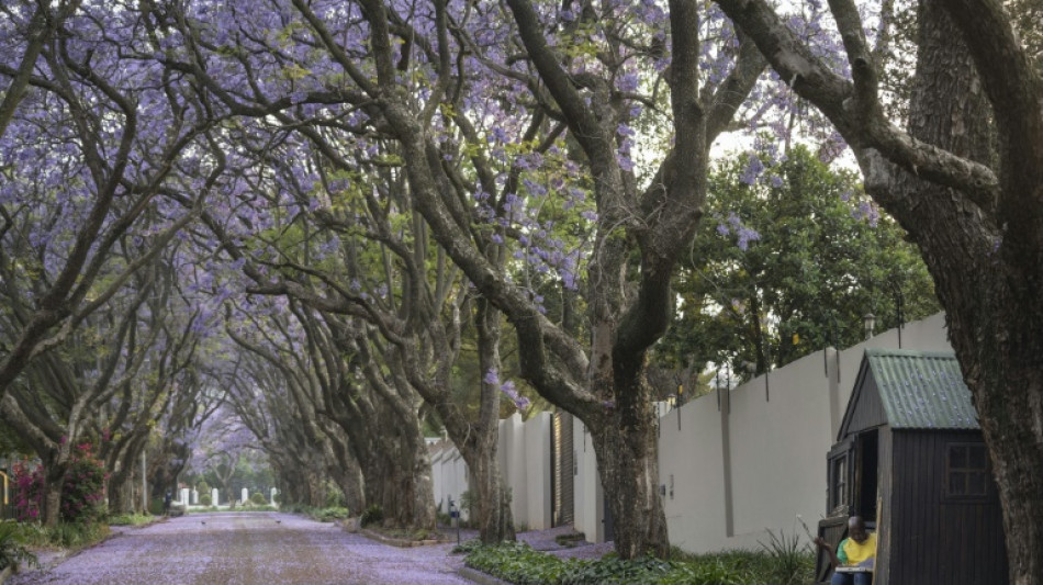 Jacarandás en flor, un legado japonés que adorna la capital de México