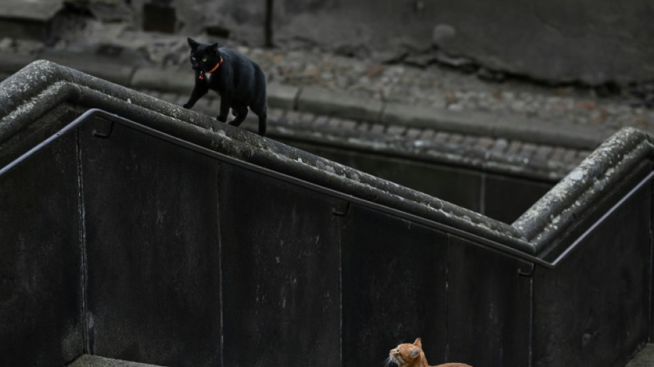 Du jeu à la bagarre, la frontière peut être floue chez les chats