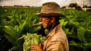 Cuban tobacco yield up in smoke amid fertilizer shortages