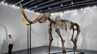 Meatball from extinct mammoth unveiled by food tech firm