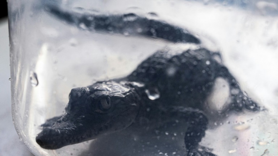 Four endangered American crocodiles are born in Peru