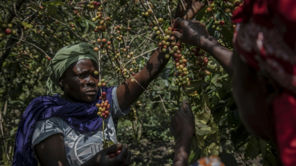 Women brew brighter future in DR Congo coffee initiative 