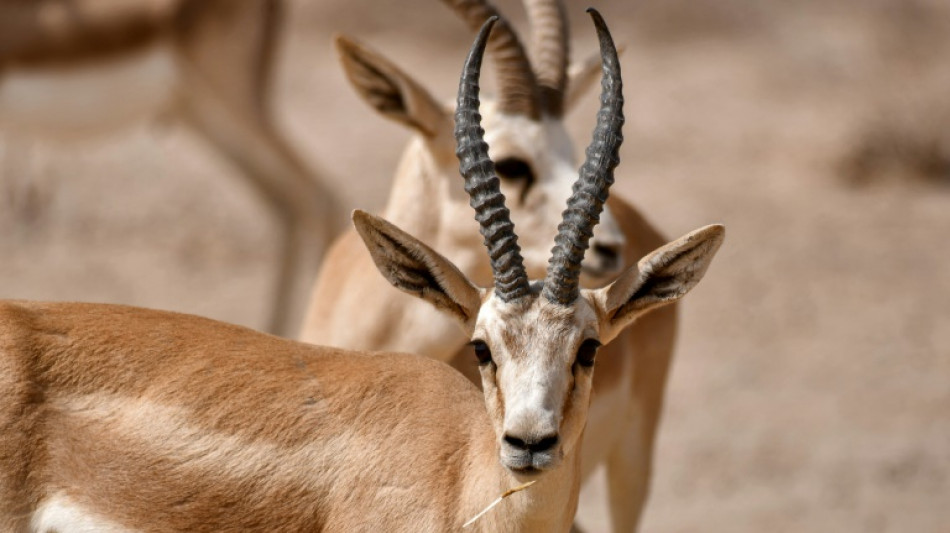 En Irak, les gazelles de la réserve Sawa meurent de faim