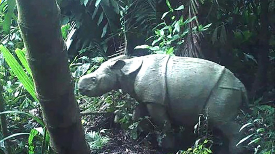 Another rare Javan rhino calf spotted at Indonesia park