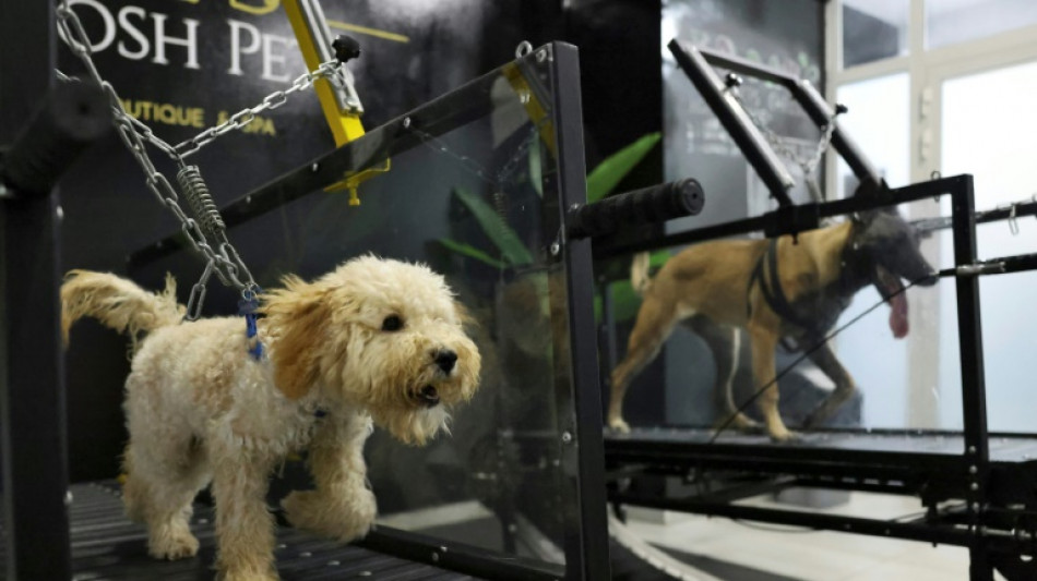 Hot dogs: UAE's perspiring pooches get air-conditioned workout