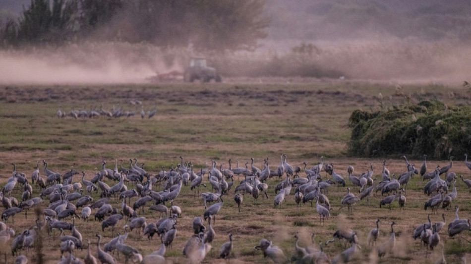 Dans le nord d'Israël, la nature paie un lourd tribut à la guerre